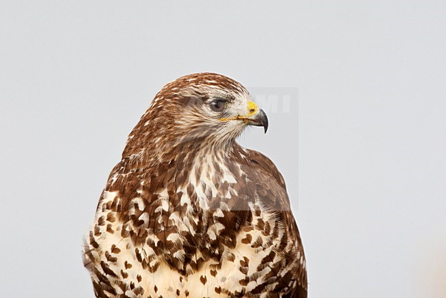 Buizerd close-up; Common Buzzard close-up stock-image by Agami/Roy de Haas,