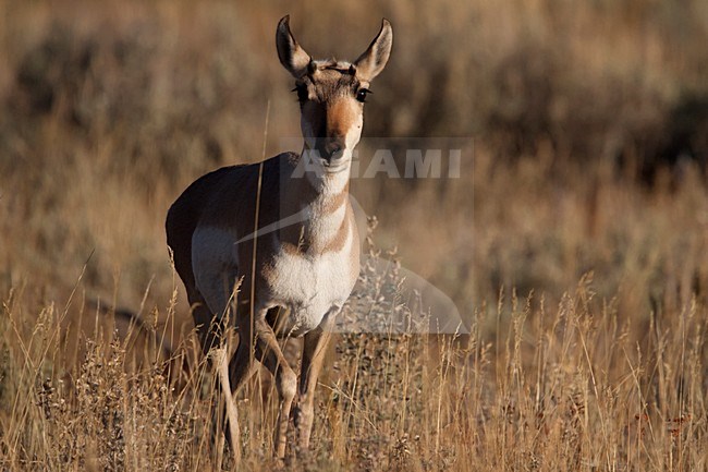Gaffelbok in Grand Teton NP USA, Pronghorn at Grand Teton NP stock-image by Agami/Martijn Verdoes,