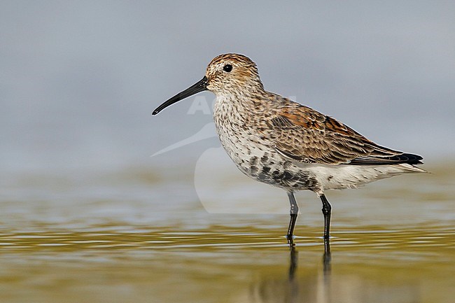 Adult in transition to breeding
Galveston Co., TX
April 2012 stock-image by Agami/Brian E Small,
