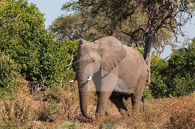Portrait of an African elephant, Loxodonta africana. Mashatu Game Reserve, Botswana. stock-image by Agami/Sergio Pitamitz,