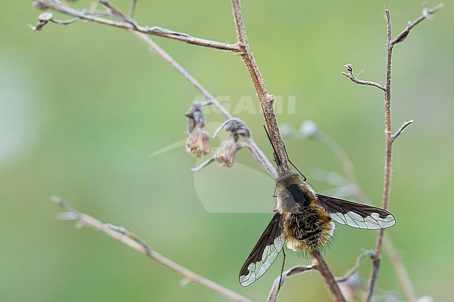 Bombylius major - Large bee-fly - Große Wollschweber, Germany (Baden-Württemberg), imago, female stock-image by Agami/Ralph Martin,