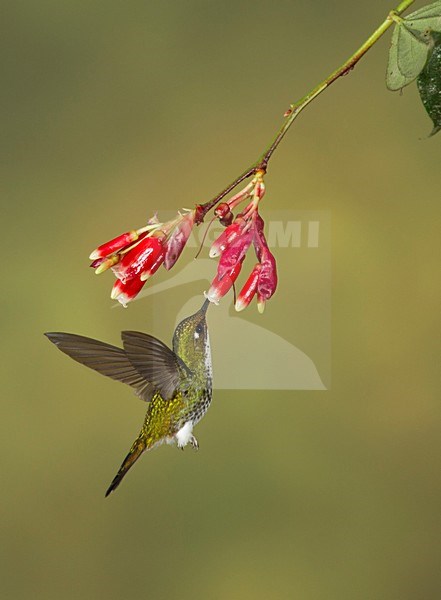 Groenkruinbrilliantkolibrie foeragerend; Green-crowned Brilliant foraging stock-image by Agami/David Hemmings,