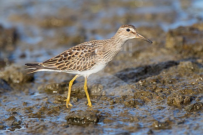 First-winter Pectoral Sandpiper (Calidris melanotos) on the Azores in late August. A scarce vagrant to western Europe. stock-image by Agami/Marc Guyt,