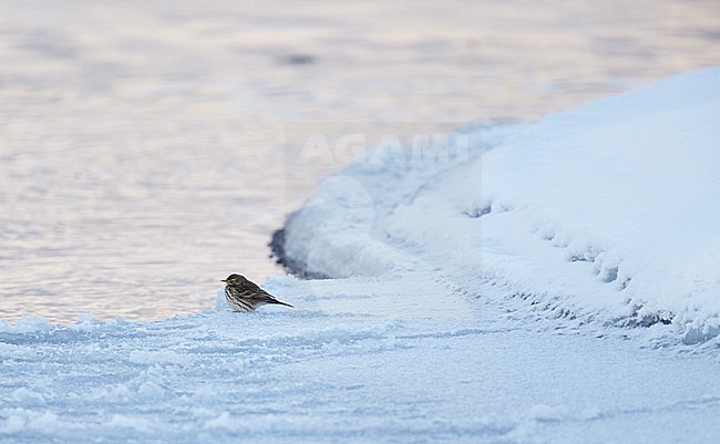 Meadow Pipit (Anthus pratensis) Utö Parainen Finland January 2016. Hard winter conditions stock-image by Agami/Markus Varesvuo,