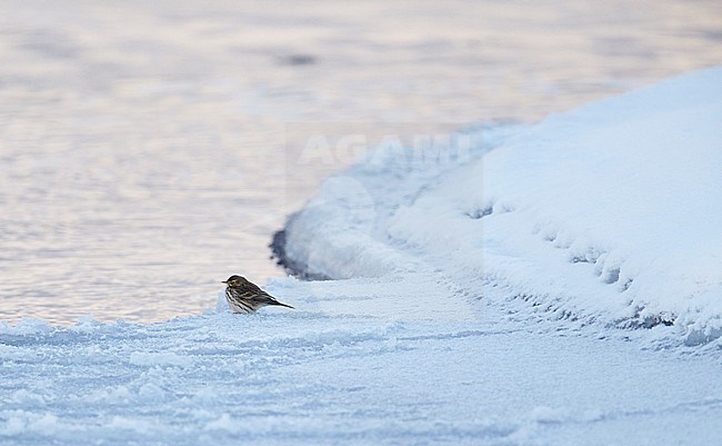 Meadow Pipit (Anthus pratensis) Utö Parainen Finland January 2016. Hard winter conditions stock-image by Agami/Markus Varesvuo,