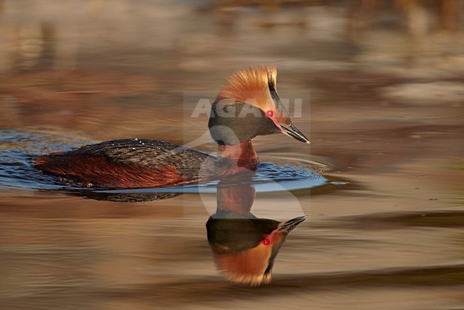 Adult zomer Kuifduiker; Adult summer Horned Grebe stock-image by Agami/Markus Varesvuo,