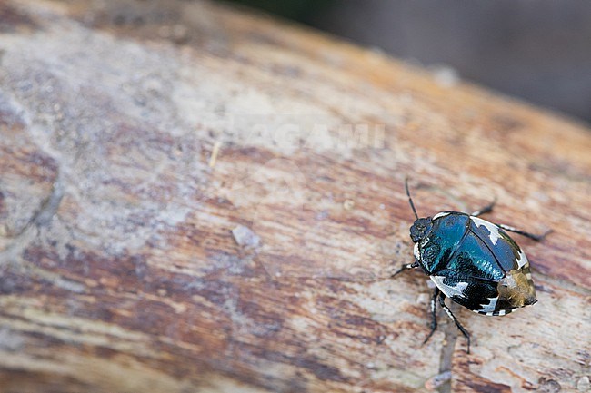 Tritomegas bicolor - Pied shield bug - Schwarzweiße Erdwanze, Germany (Baden-Württemberg), imago stock-image by Agami/Ralph Martin,