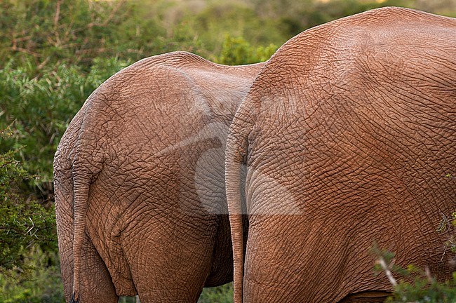 Back of African elephants, Loxodonta africana, stock-image by Agami/Sergio Pitamitz,