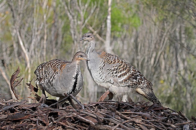 Pair of Malleefowls (Leipoa ocellata) in Southern Australia. A stocky ground-dwelling Australian bird about the size of a domestic chicken.  They have many tactics to run away from predators. stock-image by Agami/Pete Morris,