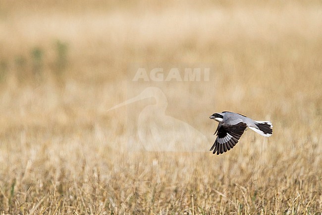 Kleine Klapekster, Lesser Grey Shrike, stock-image by Agami/Ralph Martin,