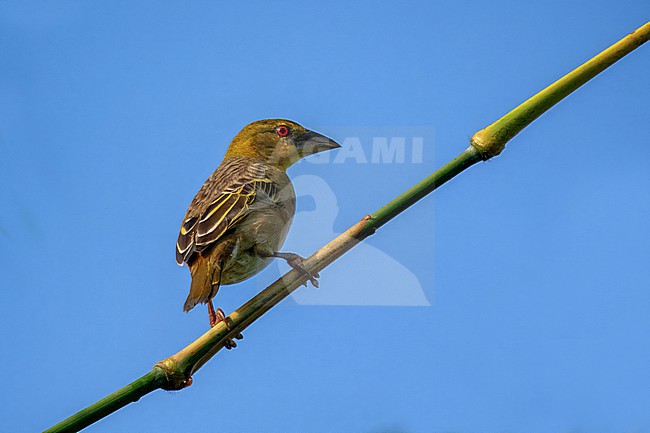 Village Weaver, Ploceus cucullatus stock-image by Agami/Hans Germeraad,