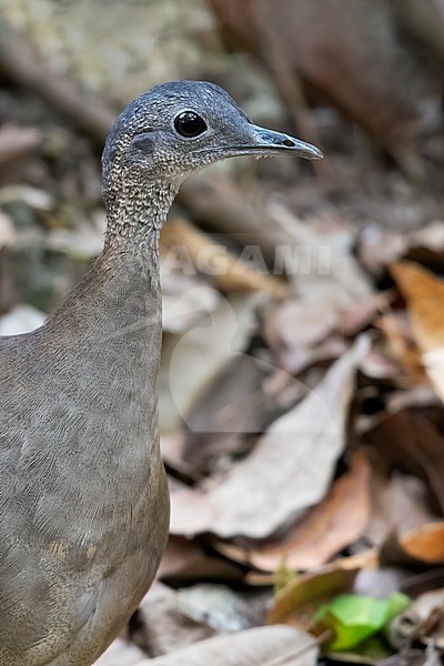 Great Tinamou (Tinamus major) on th ground in a rainforest in Guatemala. Subspecies percautus or robustus. stock-image by Agami/Dubi Shapiro,