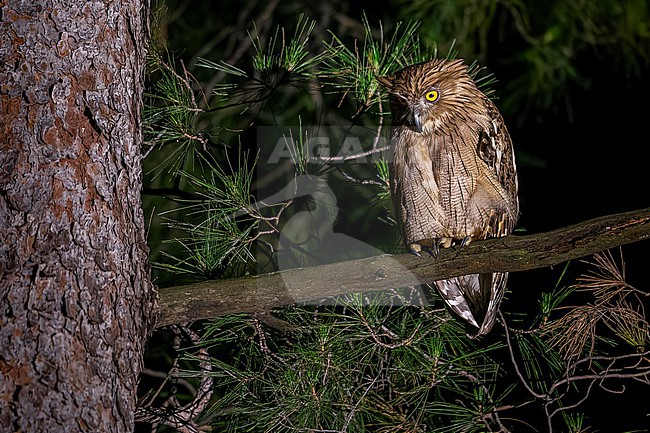 Turkish Fish Owl (Ketupa semenowi) aka Brown Fish Owl sitting on a Pine Tree along the Manavgat River in Taurus Mountains, Turkey. stock-image by Agami/Vincent Legrand,