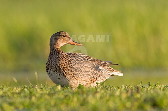 Vrouwtje Krakeend; Female Gadwall stock-image by Agami/Hans Germeraad,