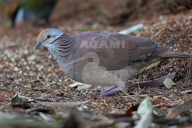 Lined Quail-Dove (Zentrygon linearis linearis) at ProAves Cerulean Warbler Reserve, San Vicente de Chucuri, Santander, Colombia. stock-image by Agami/Tom Friedel,