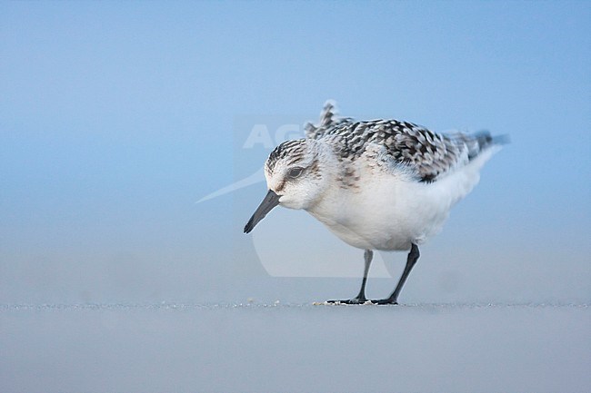 Sanderling - Sanderling - Calidris alba, Germany, 1st cy stock-image by Agami/Ralph Martin,