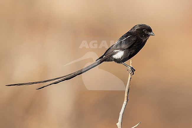Magpie Shrike (Lanius melanoleucus expressus), side view of an adult female perched on a dead branch, Mpumalanga, South Africa stock-image by Agami/Saverio Gatto,