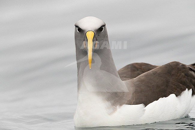 Northern Buller's Albatross (Thalassarche bulleri platei), also known as Pacific Albatross, swimming off Mangere Island, Chatham Islands, New Zealand stock-image by Agami/Marc Guyt,