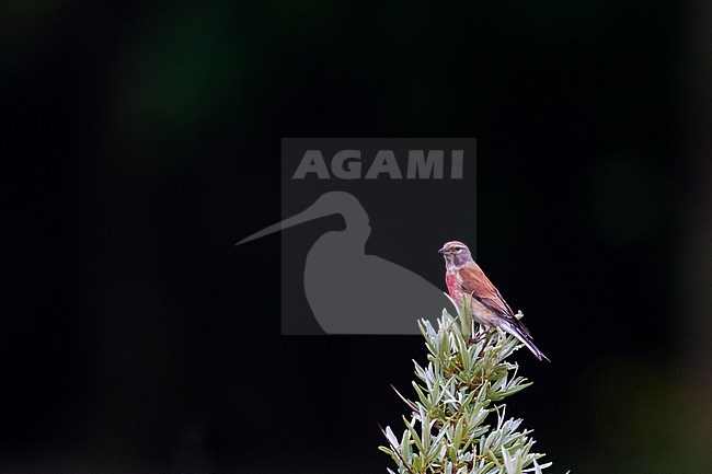 Adult male Common Linnet, Carduelis cannabina. Wildlife and nature image from the Netherlands. stock-image by Agami/Menno van Duijn,