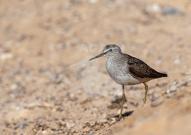 Wood Sandpiper (Tringa glareola) during spring migration in Negev desert in Israel. stock-image by Agami/Marc Guyt,