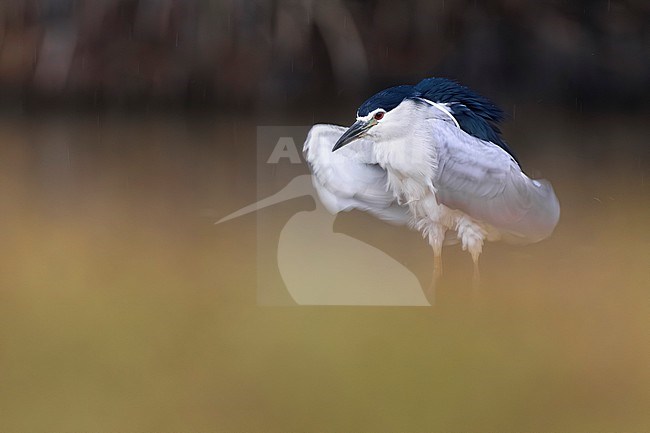 Adult Black-crowned Night Heron, Nycticorax nycticorax, in Italy. stock-image by Agami/Daniele Occhiato,