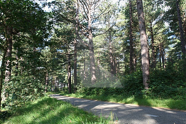 Coastal Pinewoods Bergen aan Zee Netherlands, Kust Dennenbossen Bergen aan Zee Nederland stock-image by Agami/Marc Guyt,