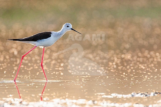 Black-winged Stilt (Himantopus himantopus) at the Skala Kalloni Salt Pans, on the island of Lesvos, Greece. Wading in shallow water with backlight. stock-image by Agami/Marc Guyt,
