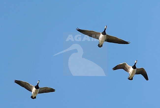 Wintering Barnacle Goose (Branta leucopsis) in the Netherlands. stock-image by Agami/Marc Guyt,