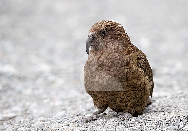 Kea (Nestor notabilis) on South Island, New Zealand. Sitting on the ground, seen on the frontal. stock-image by Agami/Marc Guyt,