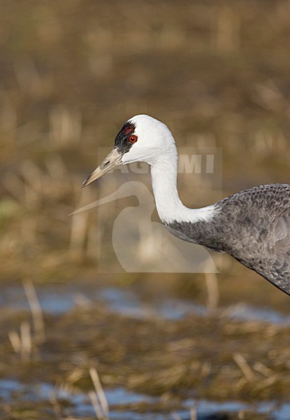 Grote groep overwinterende Monnikskraanvogels; Large flock of wintering Hooded Cranes stock-image by Agami/Marc Guyt,