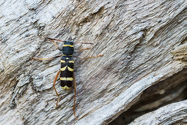 Clytus arietis - Wasp beetle - Gemeiner Widderbock, Germany (Baden-Württemberg), imago stock-image by Agami/Ralph Martin,