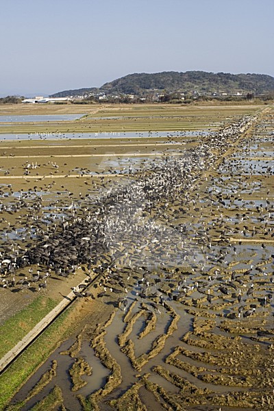 White-naped Crane and Hooded Crane Arasaki Japan; Witnekkraanvogel en Monnikskraanvogel Arasaki Japan stock-image by Agami/Marc Guyt,
