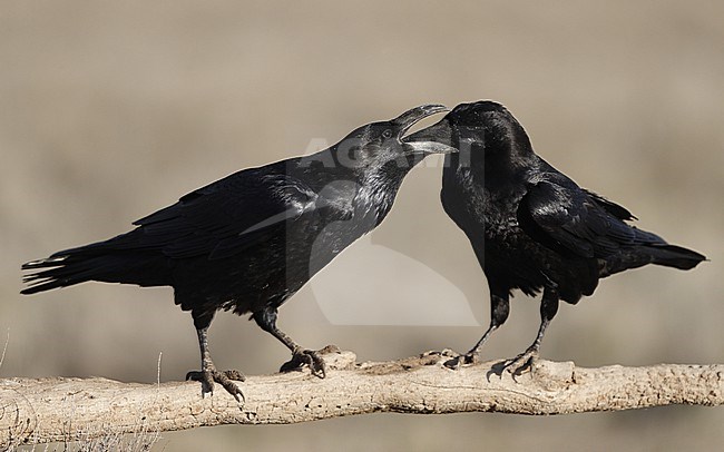 Pair of Northern Raven (Corvus corax hispanus) interacting and showing feeding behaviour at Laguna de Taray, Castilla-La Mancha, Spain stock-image by Agami/Helge Sorensen,