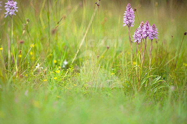 Spotted Orchid, Dactylorhiza maculata stock-image by Agami/Wil Leurs,