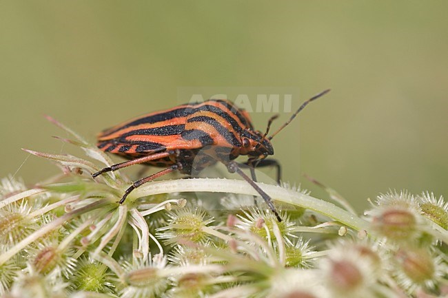 Pyjamawants, Striped Shield Bug stock-image by Agami/Han Bouwmeester,