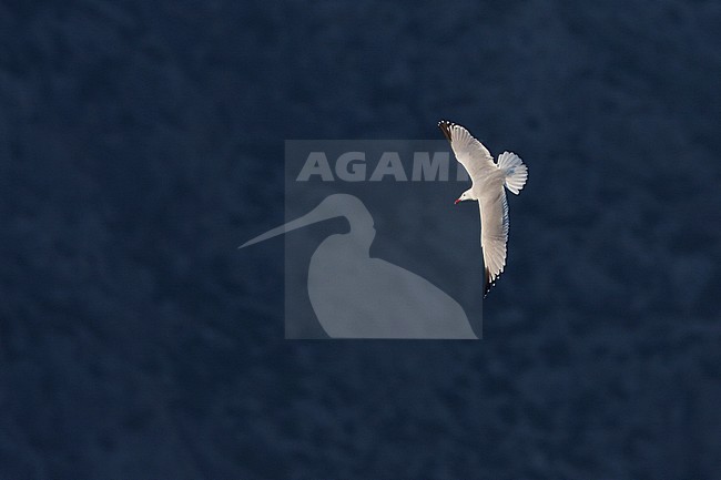 Audouin's Gull - Korallenmöwe - Larus audouinii, Spain (Mallorca), adult stock-image by Agami/Ralph Martin,