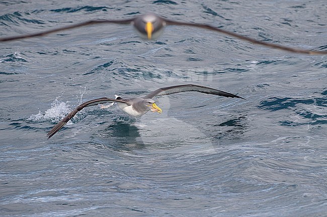 Chatham Albatross (Thalassarche eremita) at sea off the Chatham Islands in New Zealand. Running off with fish and with one other bird above in flight. stock-image by Agami/Marc Guyt,