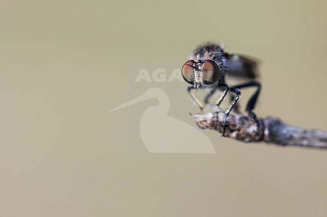 Holopogon fumipennis - Braune Rabaukenfliege, Germany (Baden-Württemberg), imago, male stock-image by Agami/Ralph Martin,