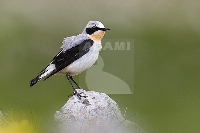 Adult male Northern Wheatear, Oenanthe oenanthe, perched on a rock in a green mountain meadow in Italy. stock-image by Agami/Daniele Occhiato,