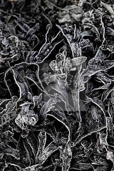 Frozen seaweed stock-image by Agami/Wil Leurs,