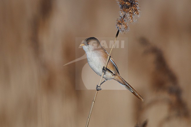 Bearded Reedling (Panurus biarmicus) taken the 17/02/2026 at Vauvert - France. stock-image by Agami/Nicolas Bastide,