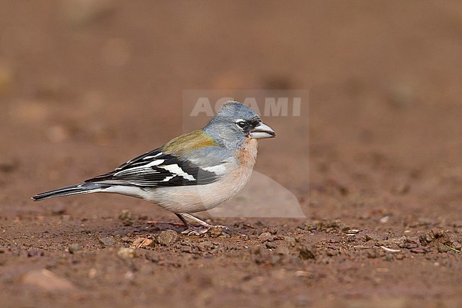 Atlas Chaffinch - Afrikanischer Buchfink - Fringilla coelebs ssp. africana, Morocco, adult male stock-image by Agami/Ralph Martin,