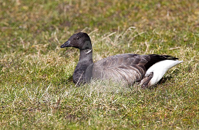 Rotgans, Dark-bellied Brent Goose stock-image by Agami/Roy de Haas,