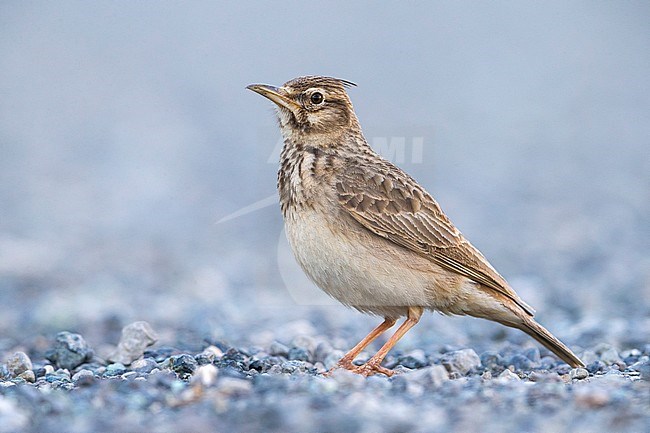 Crested Lark (Galerida cristata neumanni) perched stock-image by Agami/Daniele Occhiato,