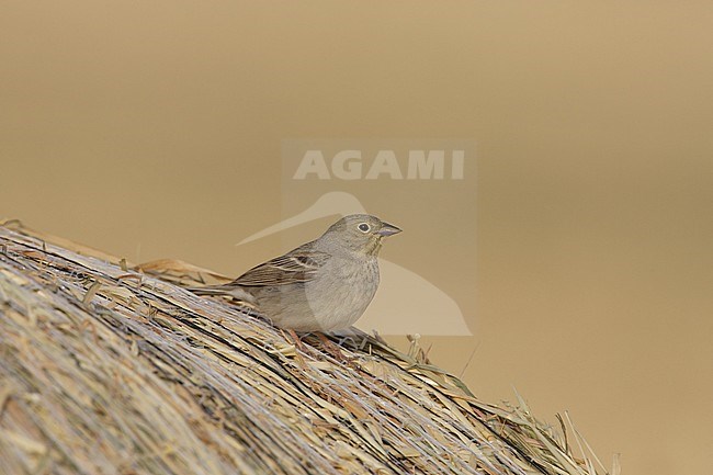 Cinereous Bunting ssp semenowi, Smyrnagors ssp semenowi, Emberiza cineracea semenowi stock-image by Agami/Arie Ouwerkerk,