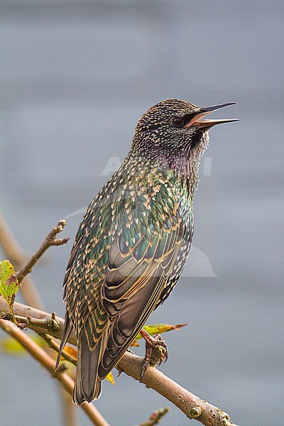 Spreeuw, European Starling, Sturnus vulgaris singing in garden apple tree stock-image by Agami/Menno van Duijn,