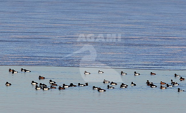 Group of wintering Tufted Ducks (Aythya fuligula) off Utö island in southern Finland during early spring stock-image by Agami/Markus Varesvuo,