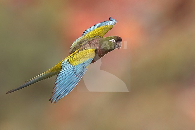 Burrowing Parakeet (Cyanoliseus patagonus) in flight in Argentina stock-image by Agami/Dubi Shapiro,