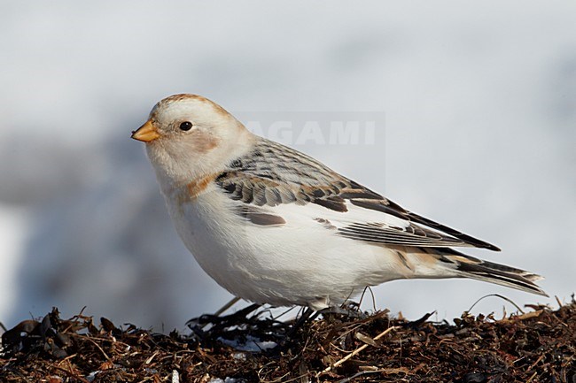 Sneeuwgors in winterkleed; Snow Bunting in winter plumage stock-image by Agami/Markus Varesvuo,