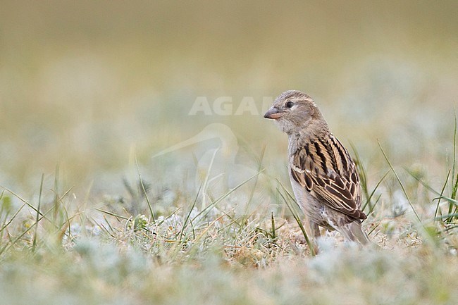 huismus, House Sparrow, Passer domesticus ssp. domesticus, adult, female, Kazakhstan stock-image by Agami/Ralph Martin,